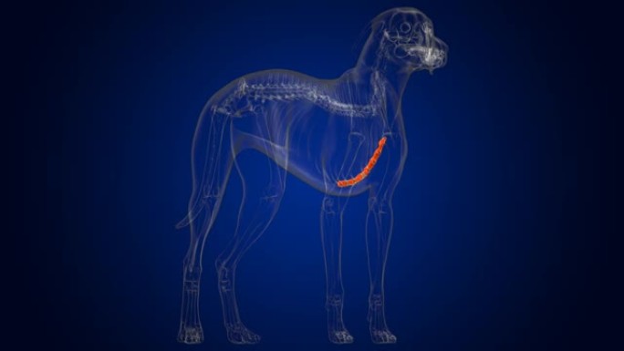 胸骨骨狗骨骼解剖医学概念3D