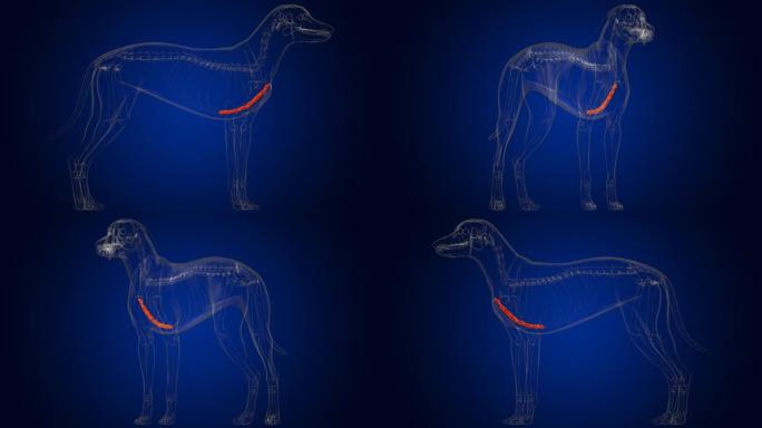 胸骨骨狗骨骼解剖医学概念3D