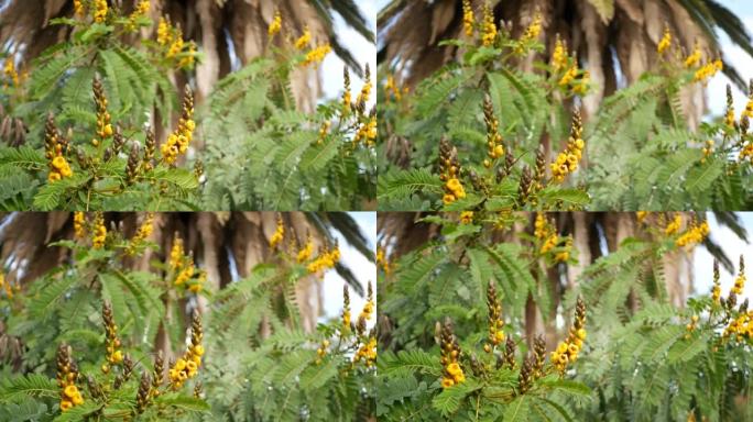 非洲番泻叶花开，美国加利福尼亚州园艺。天然植物学特写背景。春天的晨间花园绽放黄色，春天的新鲜植物在柔