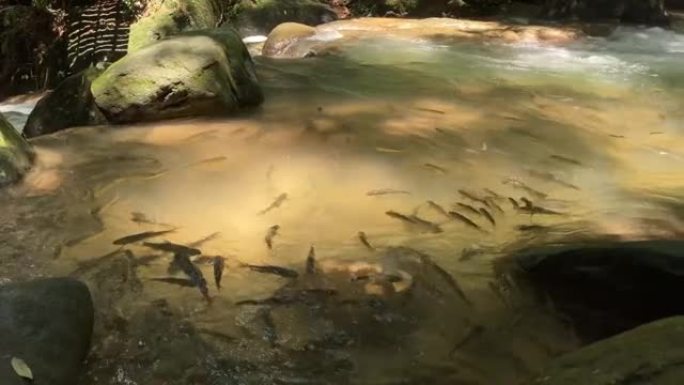 河里的鱼游鱼小鱼视频素材