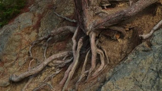 在炎热气候下生长在岩石上的大树的裸露的根