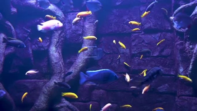 稀有海洋鱼类在蓝色水中游泳