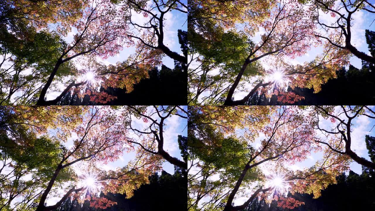旭川大坝的秋叶。