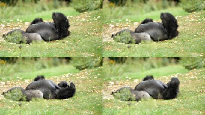 强壮的银背大猩猩野生动物科教记录生性习惯