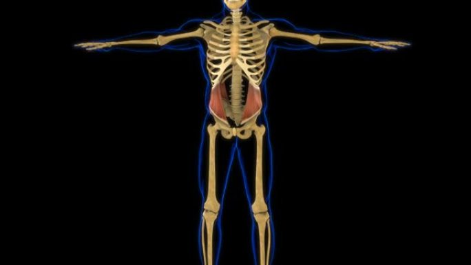 医学概念3D动画的内部斜解剖