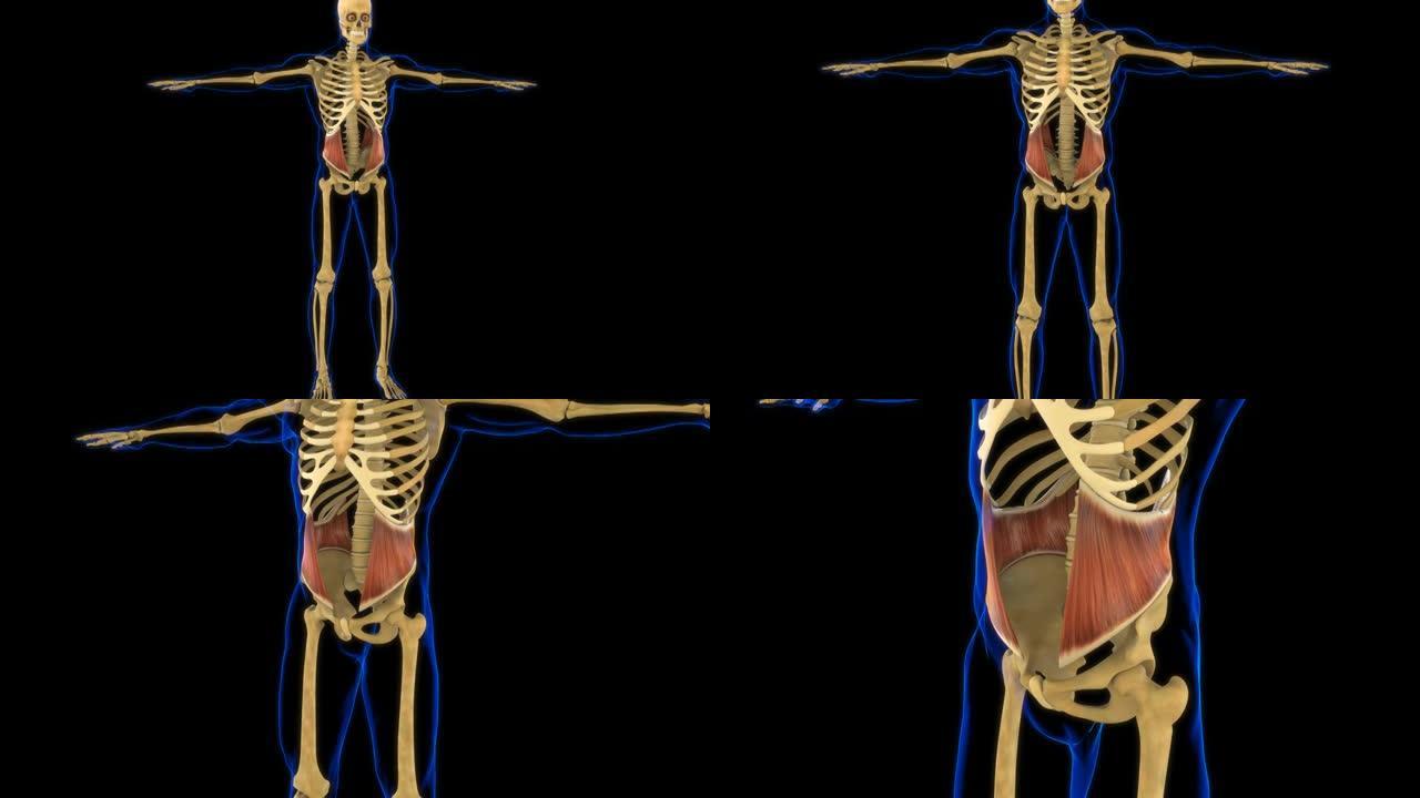 医学概念3D动画的内部斜解剖