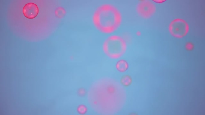 美丽的彩色肥皂泡由粉红色的光照亮在室内的蓝色背景。圆形气泡漂浮在空中，闪耀着彩虹图案。特写。慢动作