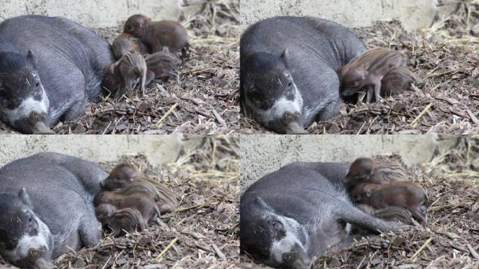 小可爱顽皮的小宝宝，躺着的米沙扬疣猪 (Sus cebifrons) 妈妈和小猪试图从母亲那里喝牛奶