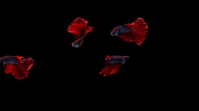 暹罗斗鱼 (Betta splendens)