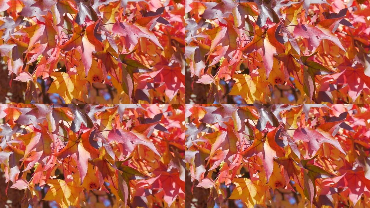 秋天的风景，红枫叶在树上的树枝上摇曳，在温暖的秋日在公园的街道上摇曳，近景。彩色天然树叶特写视图