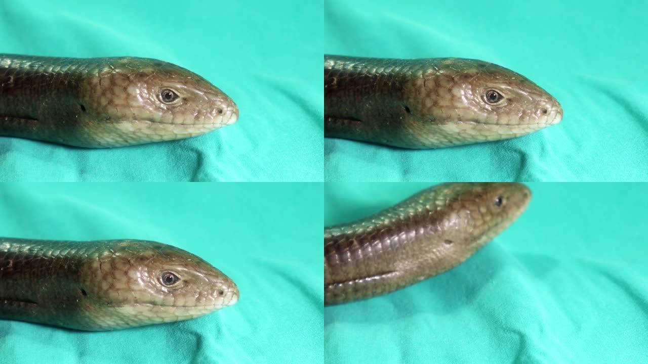 欧洲玻璃蜥蜴孤立在绿色背景上。
无腿蜥蜴外观像蛇 (Pseudopus apodus)。
Excot
