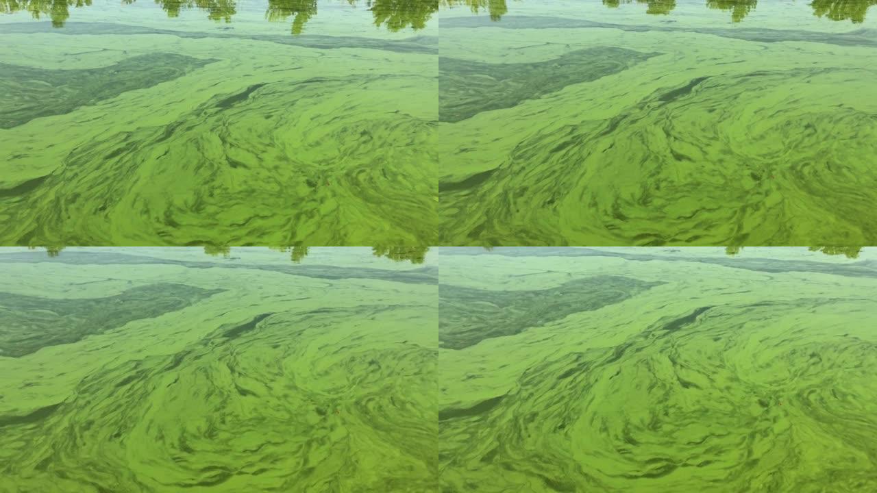 由于炎热季节浮游植物的进化，乌克兰第聂伯罗河被蓝细菌覆盖的缓慢视图