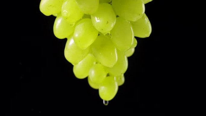 成熟多汁的一束绿色葡萄挂在黑色工作室背景上。透明的水滴从甜美的秋天葡萄的浆果中流下。水滴葡萄藤。特写