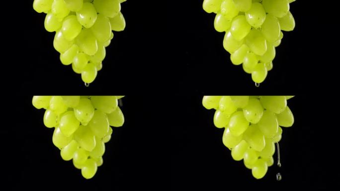 成熟多汁的一束绿色葡萄挂在黑色工作室背景上。透明的水滴从甜美的秋天葡萄的浆果中流下。水滴葡萄藤。特写