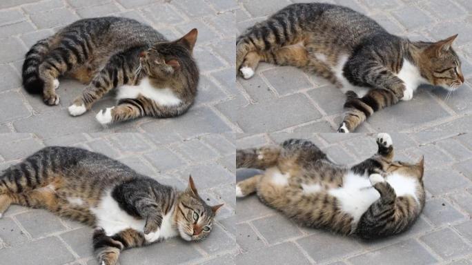 无家可归的成年虎斑猫坐在城市街道的水泥地板上，环顾四周