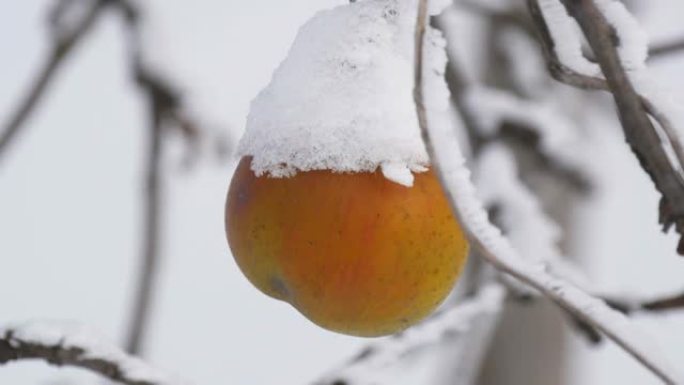 冬天，花园里的冬天，覆盖着雪的黄苹果独自挂在树枝上。