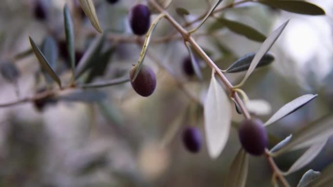 在地中海种植园的橄榄树中生长的绿橄榄