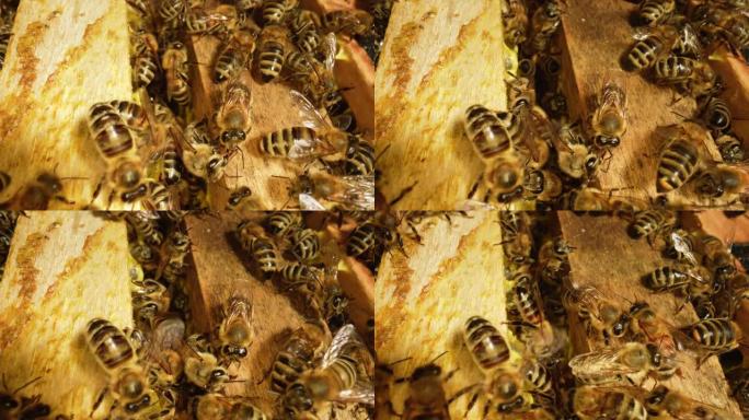 蜜蜂家族在蜂巢上工作。蜂巢中原料药的生命。蜂群关闭，蜂箱，养蜂。蜜蜂框架的宏观拍摄。慢动作