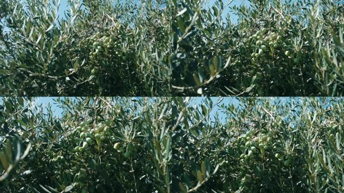 橄榄油从树枝上的绿橄榄中滴下。