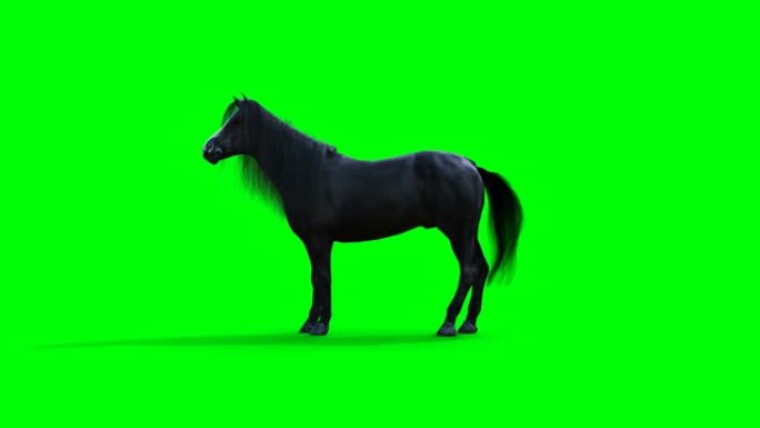 站立的黑马。绿屏写实动画。