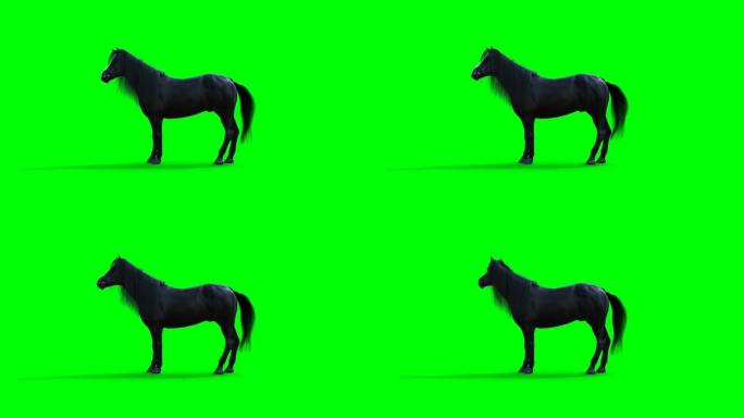 站立的黑马。绿屏写实动画。