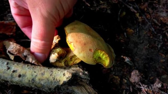 可食用的蘑菇Xerocomus在森林中发现。