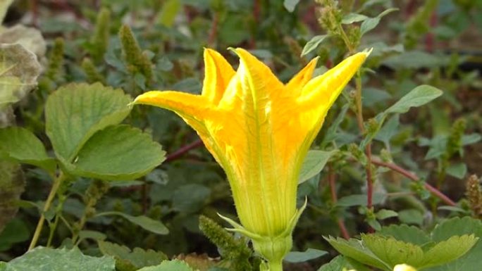 露天花园中的特写黄色南瓜花，