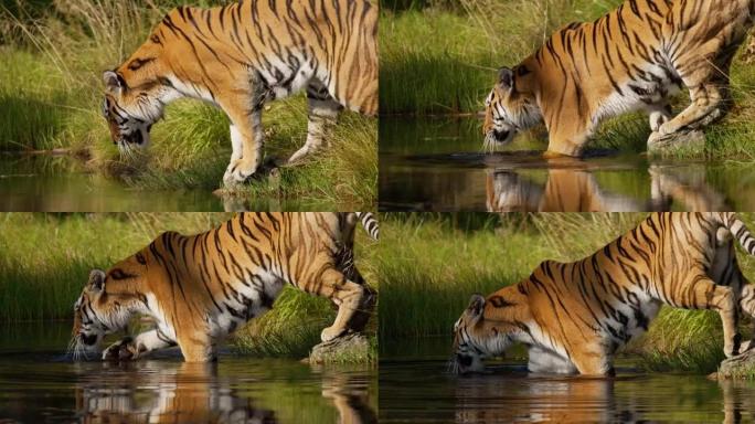 大老虎走进森林里喝水