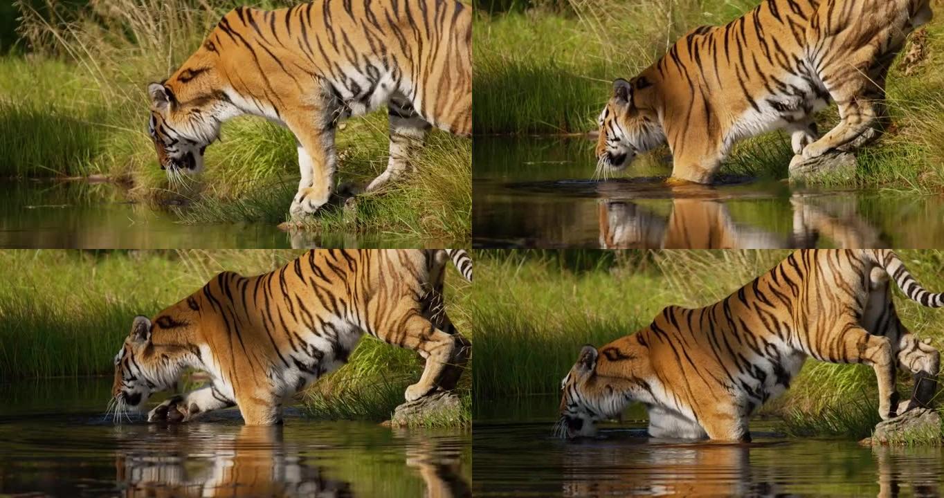 大老虎走进森林里喝水