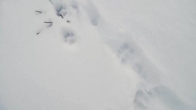 雪中许多不同的脚步