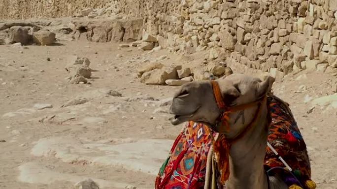吉萨金字塔上的骆驼