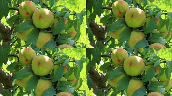 树上生长的桃子。有机水果。新鲜桃子