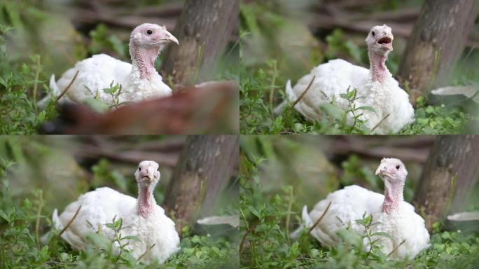 大白的国内火鸡鸟躺在户外绿草丛中。