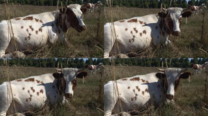白色和棕色的母牛躺在田野草地上的草地上。晴天