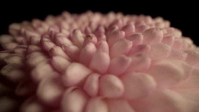 粉色菊花特写展示微距实拍小花红花