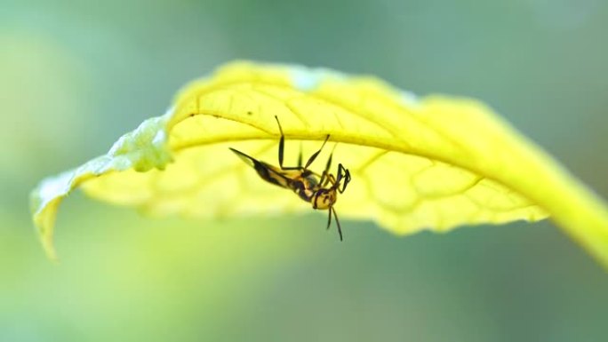 树叶下昆虫的特写生物观察昆虫世界微距摄影