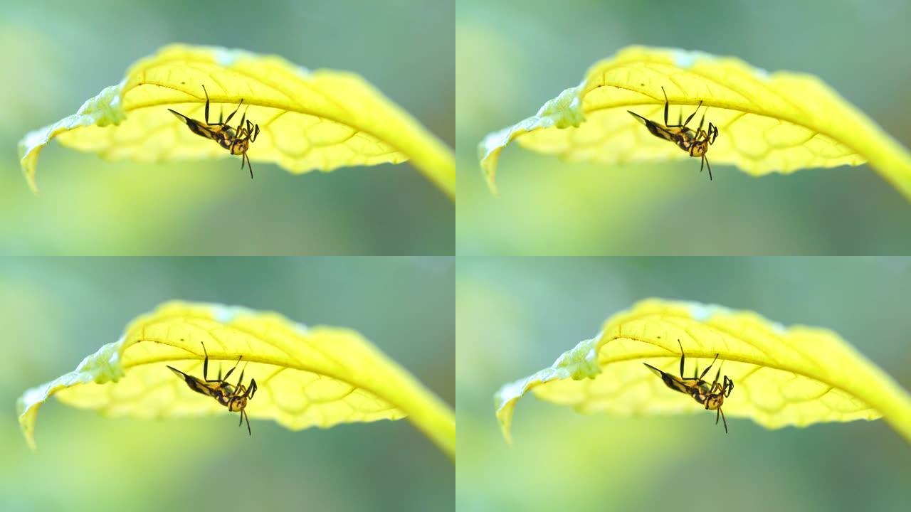 树叶下昆虫的特写生物观察昆虫世界微距摄影