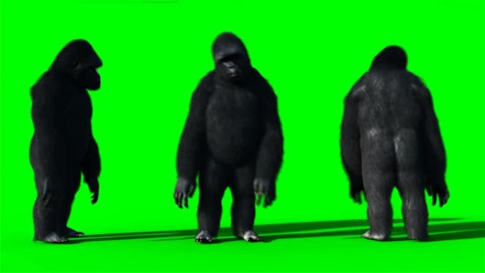 有趣的舞蹈大猩猩。现实的皮毛。绿屏动画。