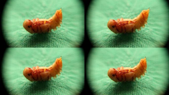 显微镜下的粉虫。
白色背景上的饭虫; 蛹。
超级蠕虫分离; 膳食蠕虫的蛹阶段，超级蠕虫的生命周期，超