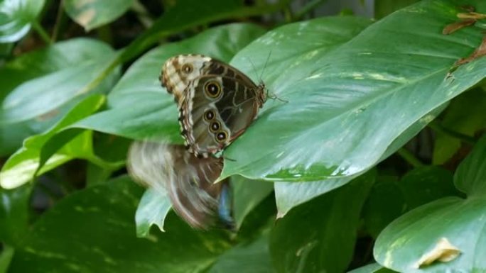 在绿色的叶子上交配有美丽的蓝色和灰色翅膀的热带蝴蝶。