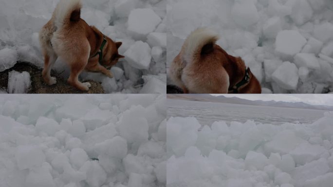 西藏山南市浪卡子县普莫雍错湖边蓝冰与柴犬