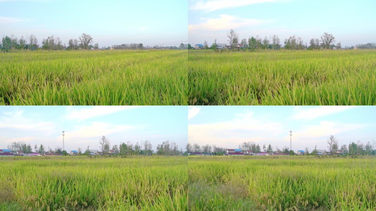 农田水稻丰收