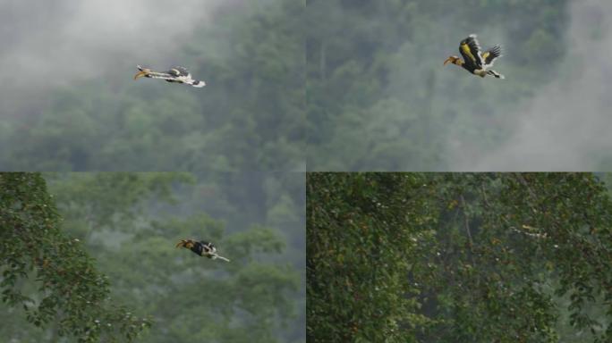 大犀鸟在森林中飞行的场景慢动作，野外动物