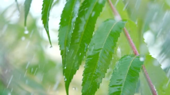 慢动作雨滴在雨中从绿叶蕨类植物中滴落。特写水滴绿叶前景。巨雨落在绿色植物叶子上。平静放松的冥想平静的