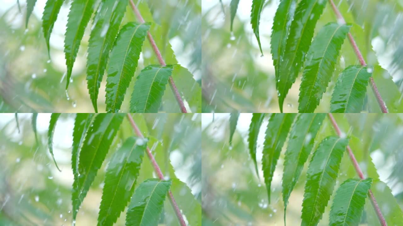 慢动作雨滴在雨中从绿叶蕨类植物中滴落。特写水滴绿叶前景。巨雨落在绿色植物叶子上。平静放松的冥想平静的