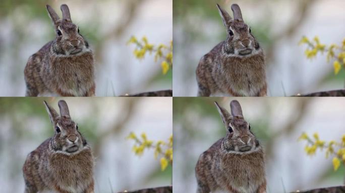 棉尾兔站在树桩上移动嘴巴暂停，然后转向画外音