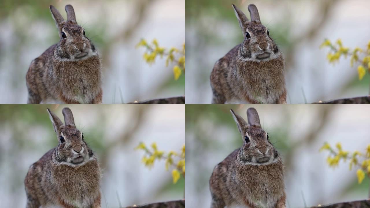 棉尾兔站在树桩上移动嘴巴暂停，然后转向画外音