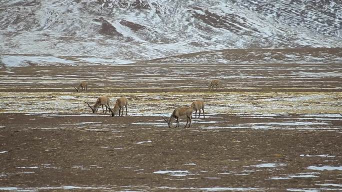 西藏阿里地区日土县龙木措湖边的藏羚羊