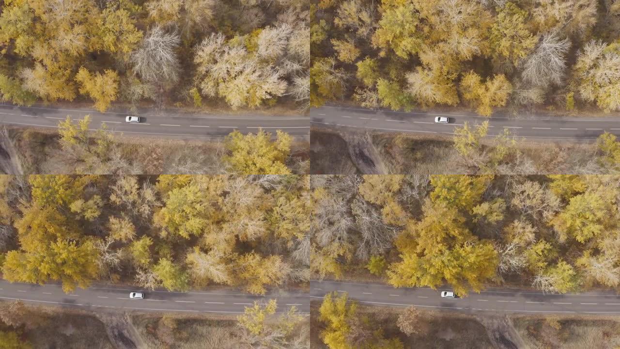 秋天开车旅行。黄色秋季森林乡村路线的汽车之旅。白色汽车在美丽的秋天穿过乡村道路。SUV在风景优美的景