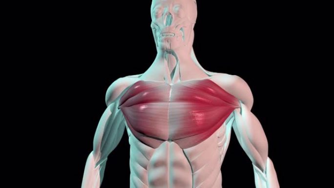 胸大肌在人体上的解剖位置